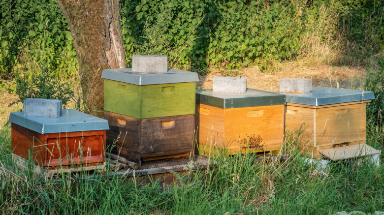 Four bee hives